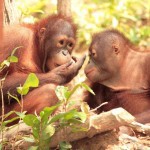Return flights to Borneo from Europe from €411!