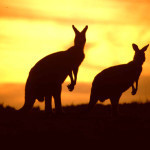 *5 Singapore Airlines flights from Benelux to Australia from €657!